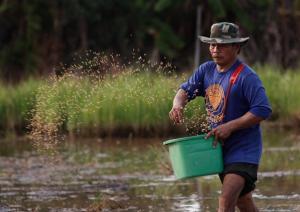 Ví Dụ Của Cỏ Lồng Vực